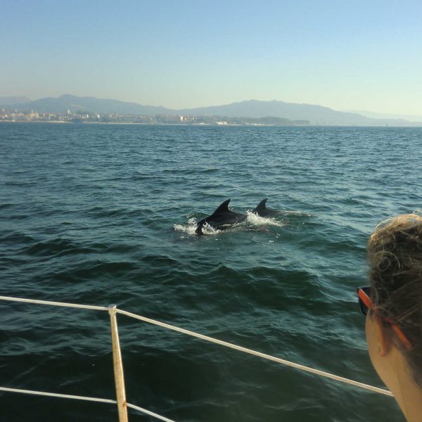 delfines_arroces_ria_de vigo_rodeiramar